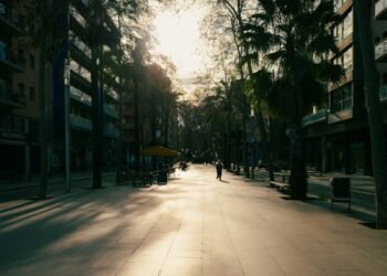 Sunlight falling across a tree-lined city street