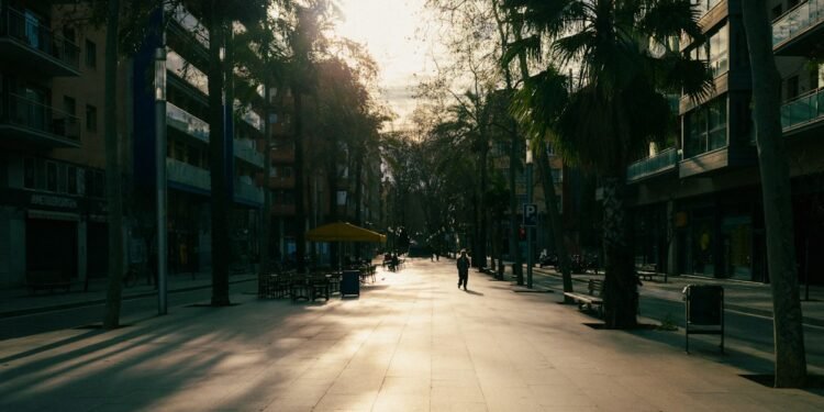 Sunlight falling across a tree-lined city street