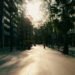 Sunlight falling across a tree-lined city street